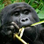 Juvenile gorilla beringei. Credit: Douglas Sheil/CIFOR
