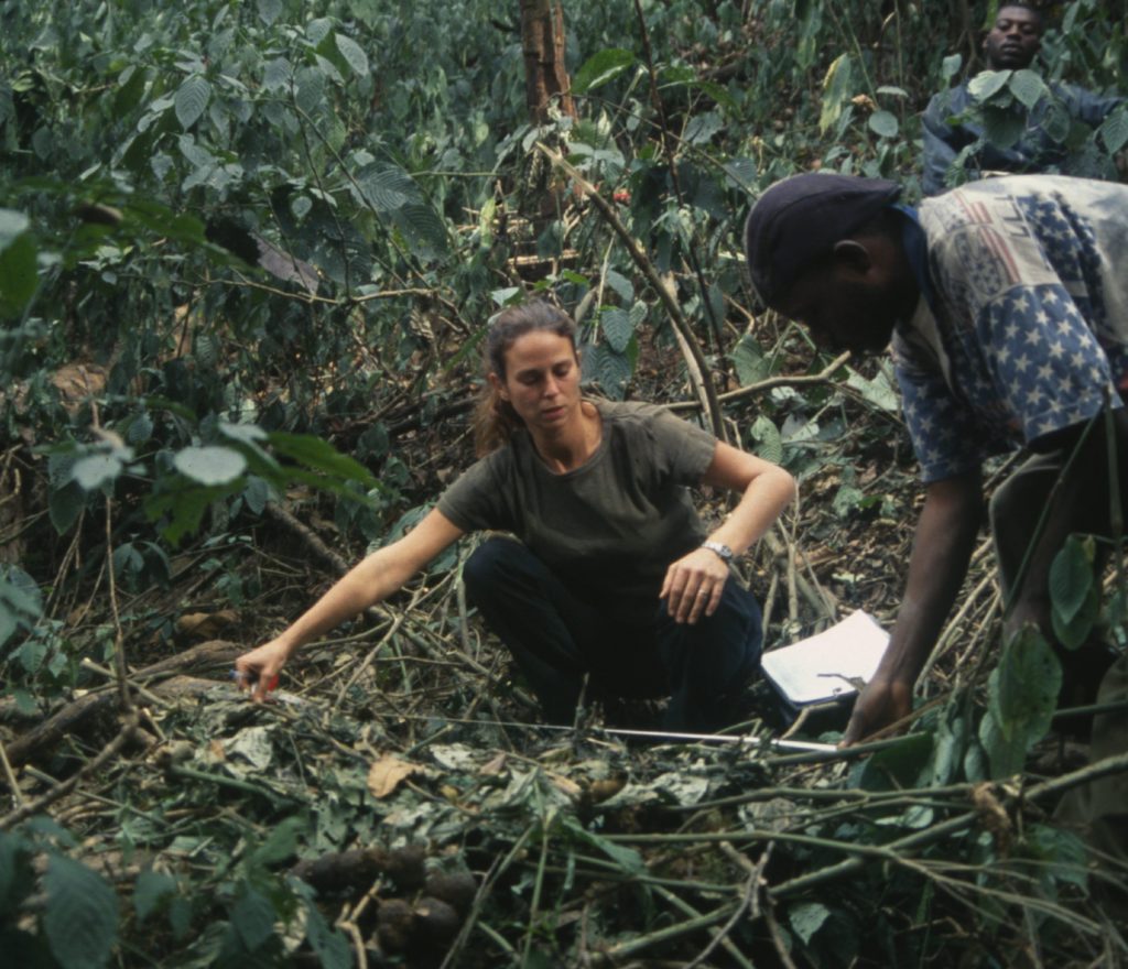 <em> Dr. Jacqueline Sunderland-Groves measuring gorilla nests. Credit: Dr. Jacqueline Sunderland-Groves </em>