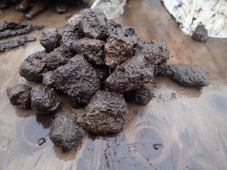 Ancient canine feces. Credit: Richard Knecht