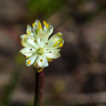 Flower of Triantha occidentalis in a bog at Cypress Provincial Park, British Columbia. Photo: Danilo Lima.