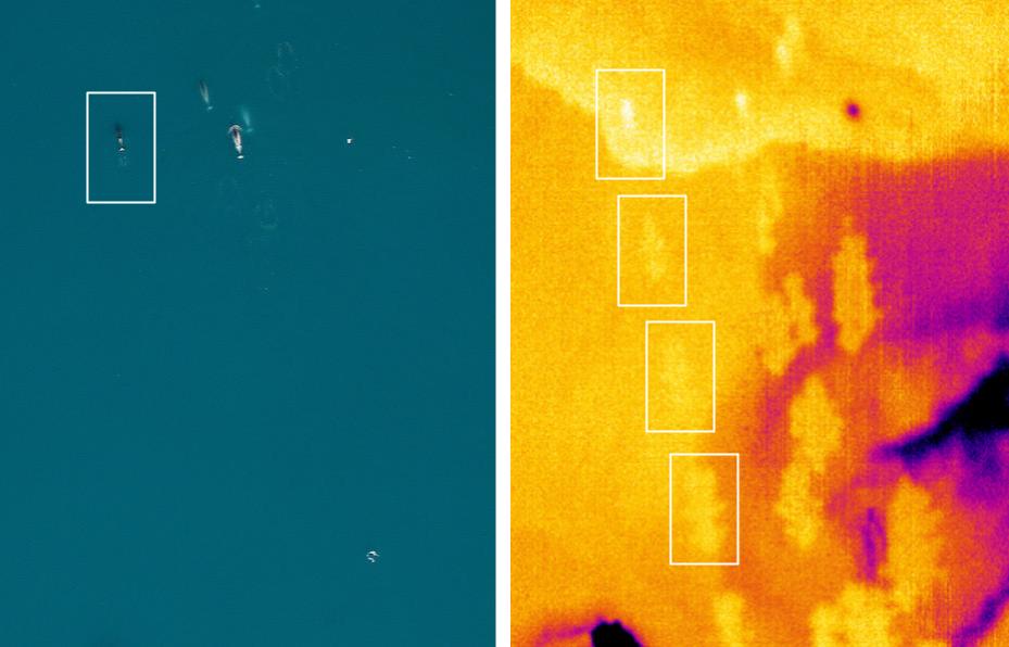 Split image showing an aerial DSLR photo of narwhals swimming, alongside the same view from an infrared camera