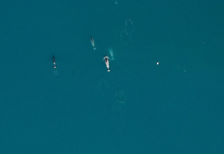 Aerial image of narwhals swimming