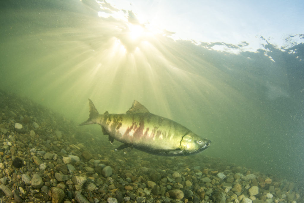 Up to 64 per cent of streams are now off-limits to salmon due to in-stream barriers like dams, floodgates and road culverts.