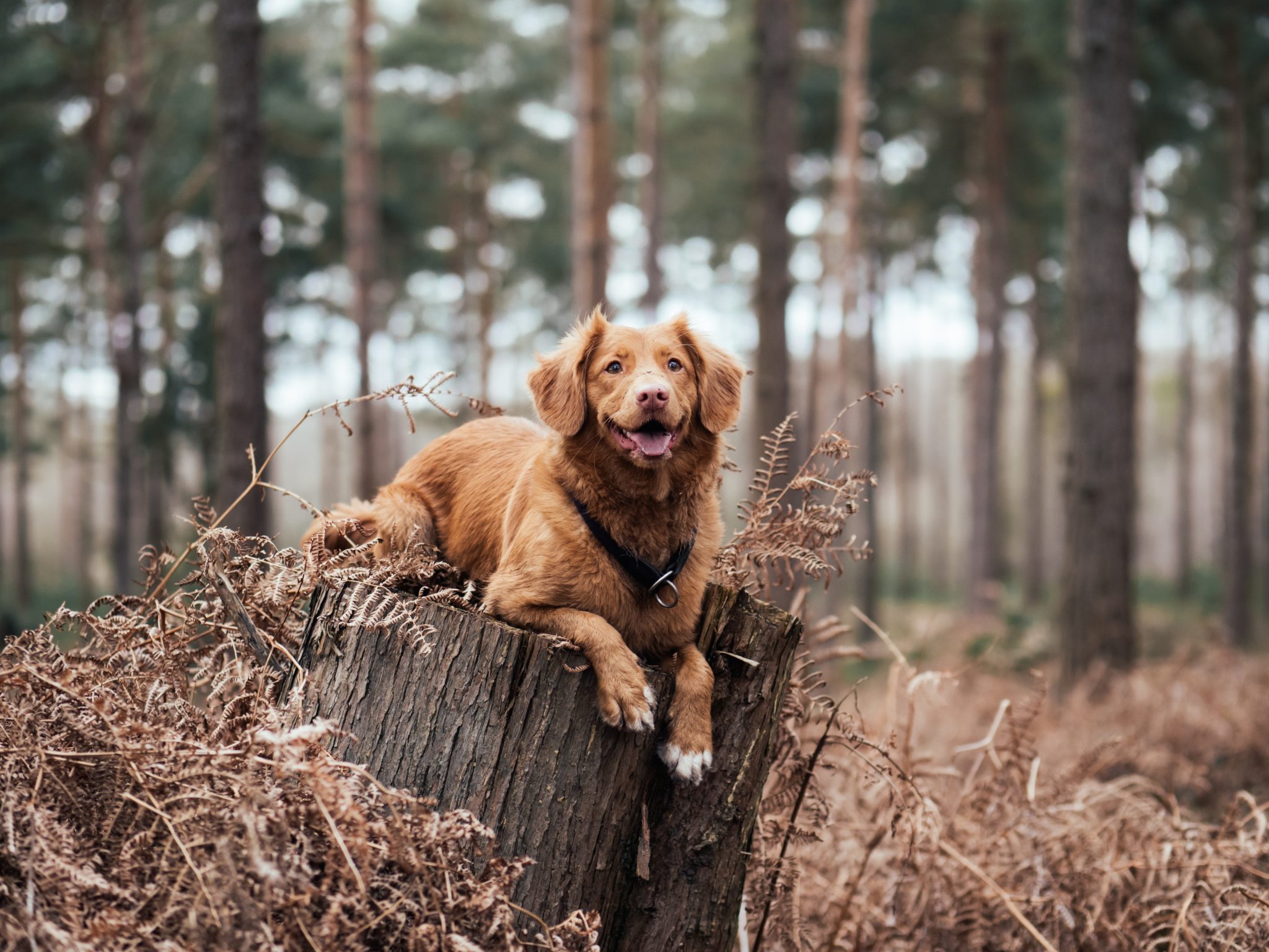 Effects Of Climate Change On Animals Essay