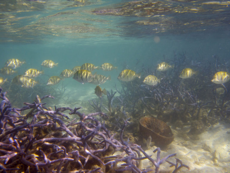 Coral reefs are 50% less able to provide food, jobs, and climate protection than in 1950s, putting millions at risk