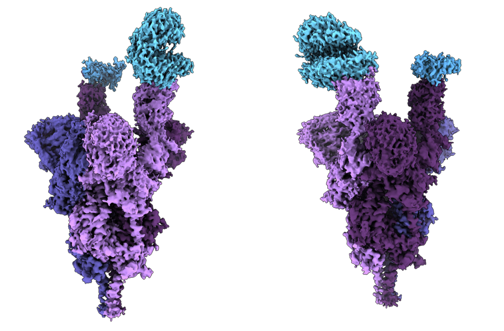 Atomic structure of the Omicron variant spike protein (purple) bound with the human ACE2 receptor (blue).