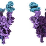 Atomic structure of the Omicron variant spike protein (purple) bound with the human ACE2 receptor (blue). Credit: Dr. Sriram Subramaniam