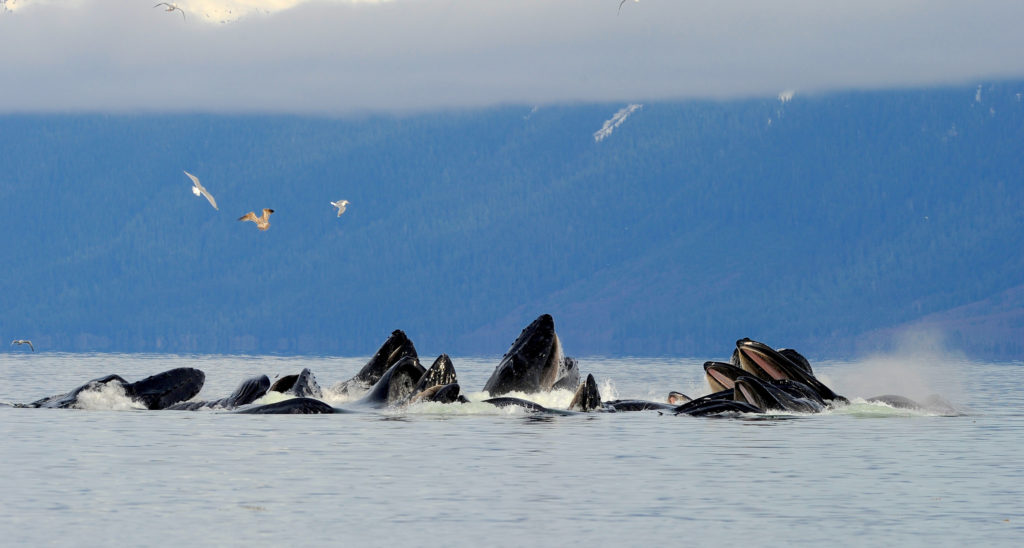 A group of humpback whales in Alaska, near Sitka.