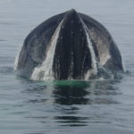 A humpback whale from Stellwagen Bank National Marine Sanctuary in Massachusetts. Credit: Ari Friedlaender