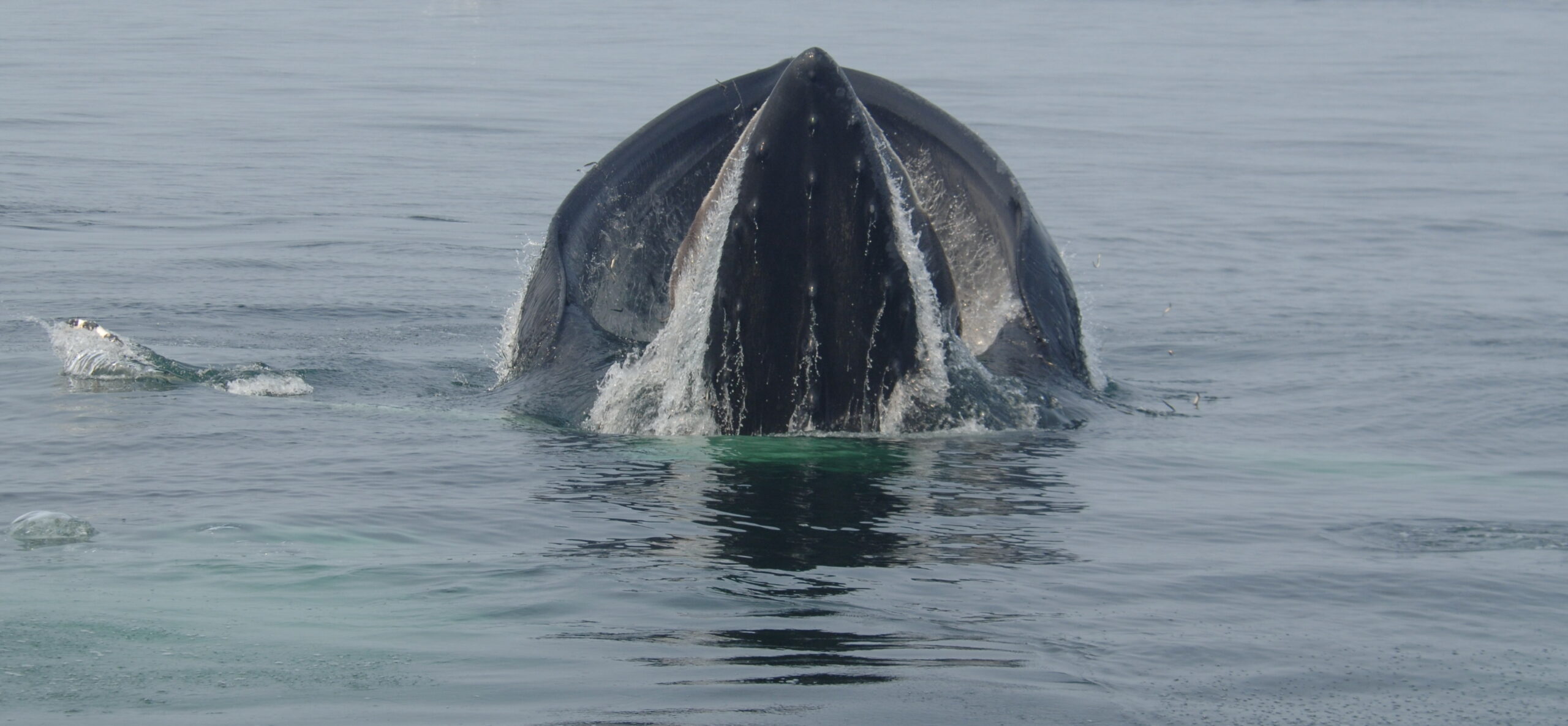 Dit is waarom walvissen niet verdrinken als ze onder water voedsel doorslikken