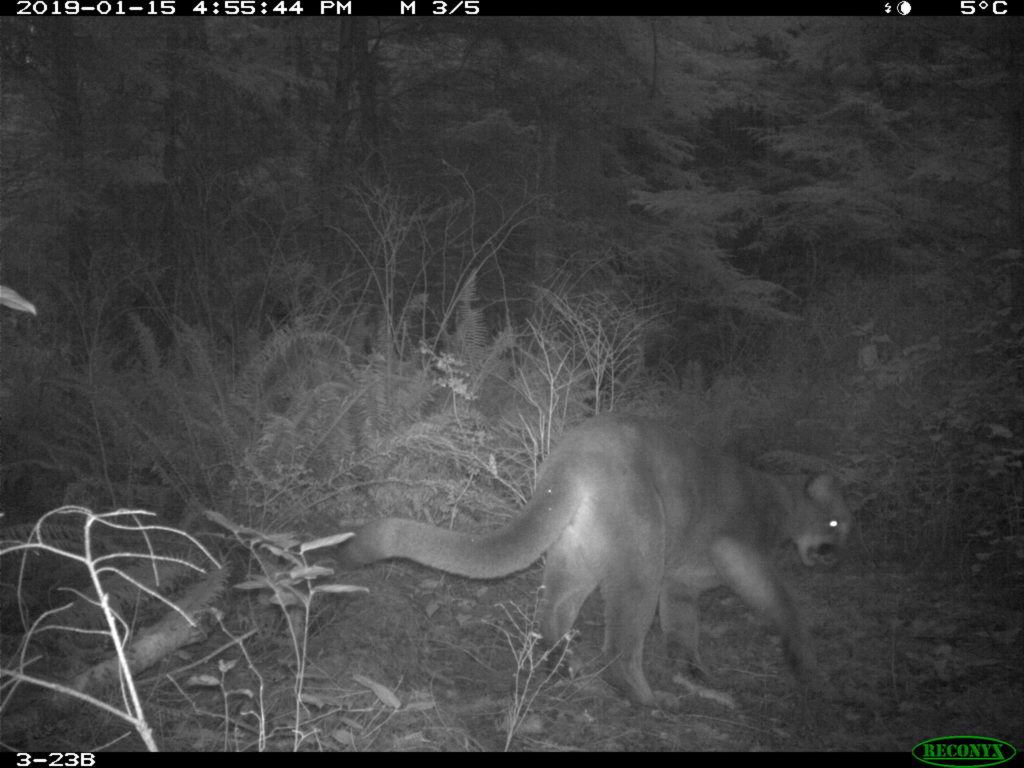 A cougar captured on camera near Sooke, B.C.