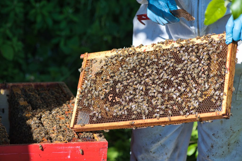 Dr. Alison McAfee holds a hive frame.