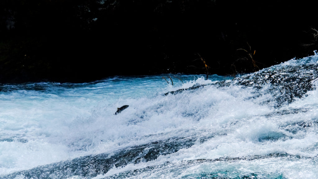 A sockeye salmon jumping the falls on the Meziadin River