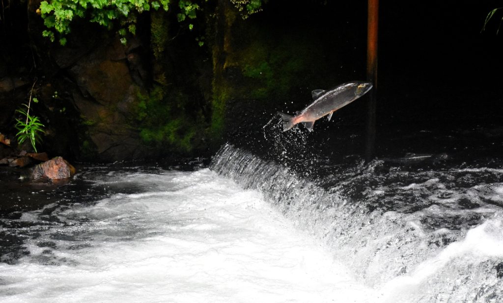 Salmon pathogens linked to mortality