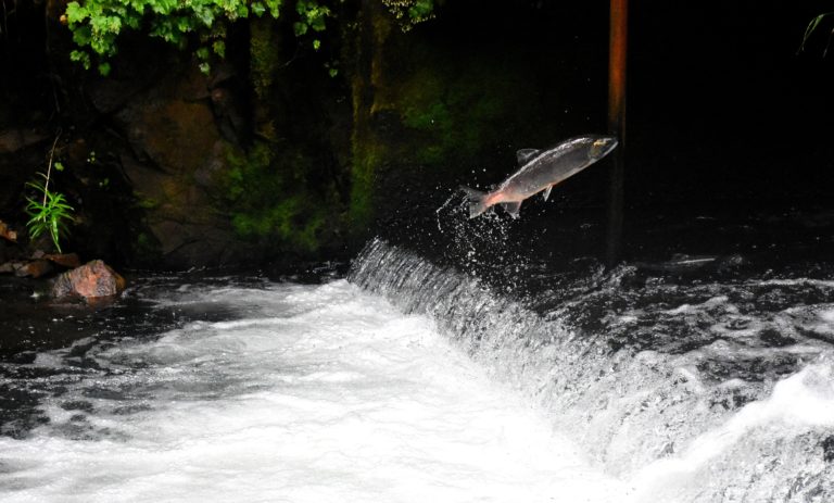 Two pathogens linked to salmon health and survival in B.C.