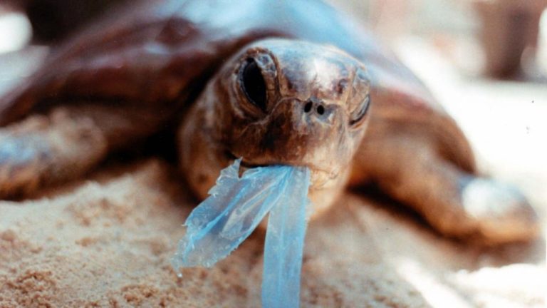 How this turtle helped reduce plastic waste in an office building