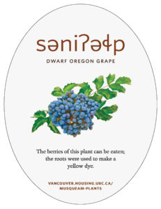 Dwarf Oregon Grape plant sign