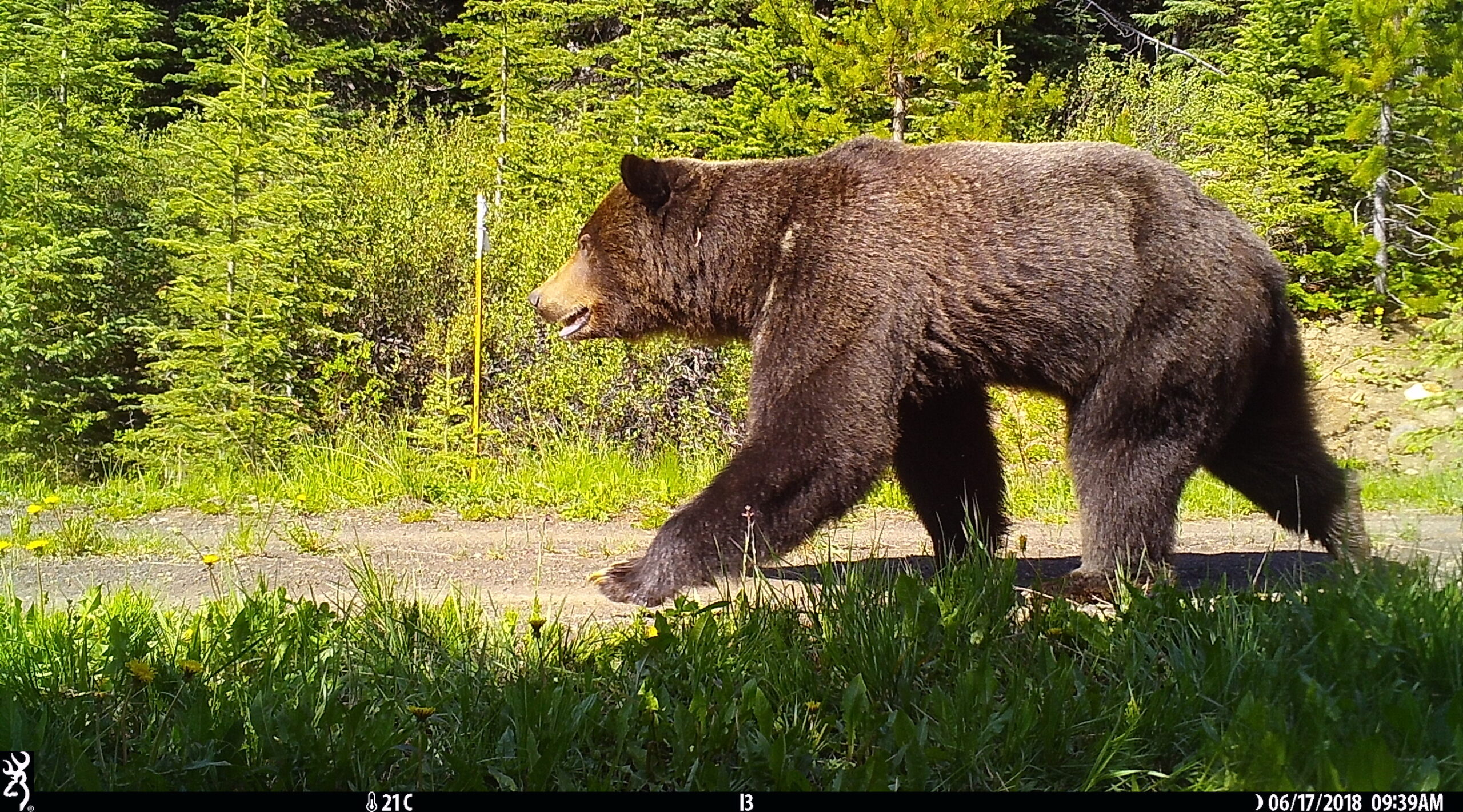 A grizzly bear walking on a logging road in the South Chilcotin Mountains of BC.