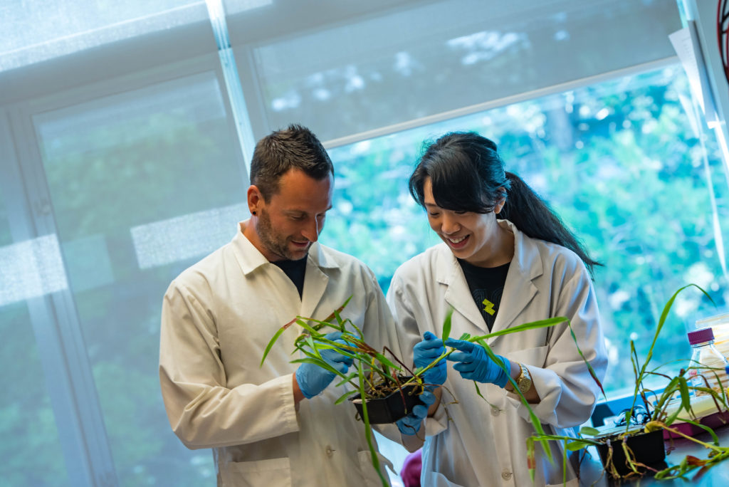 Kronstad lab researchers, Dr. Matthias Kretschmer and Sherry Sun, holding infected corn and evaluating disease progress.