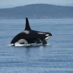 A southern resident killer whale. Credit: NOAA, Ocean Wise. Note: Single use only.