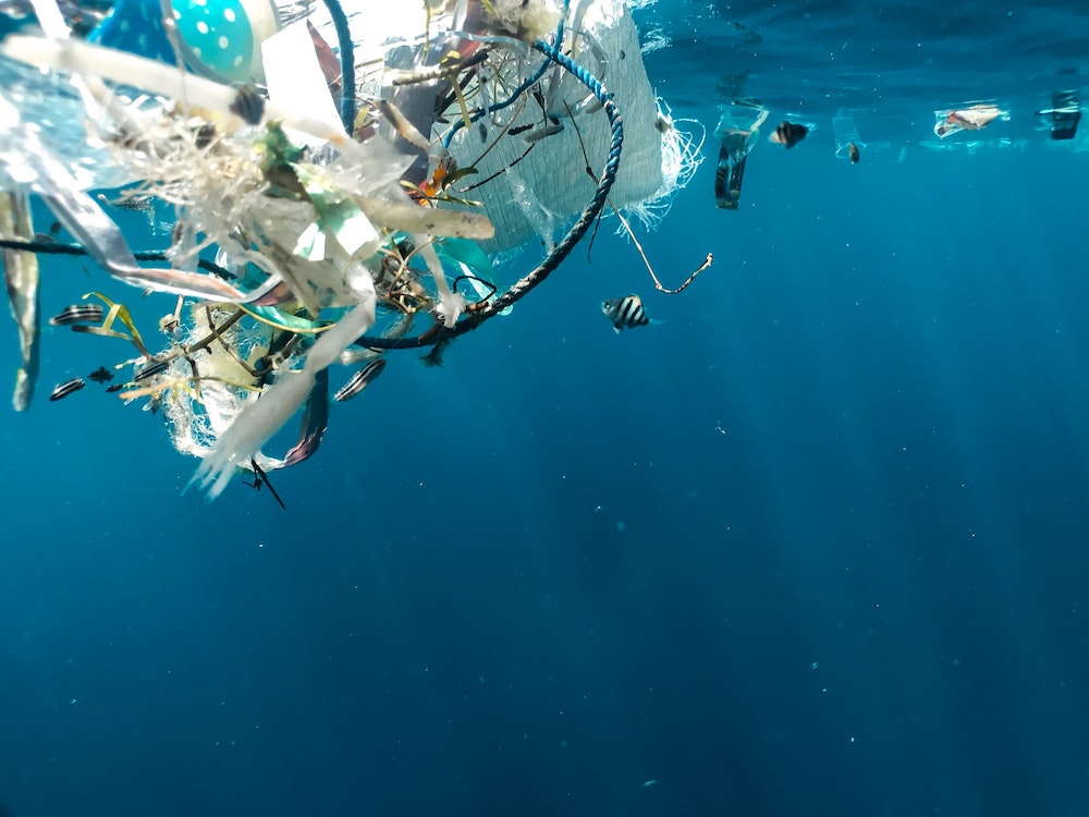 Plastic pollution and juvenile fish in the ocean