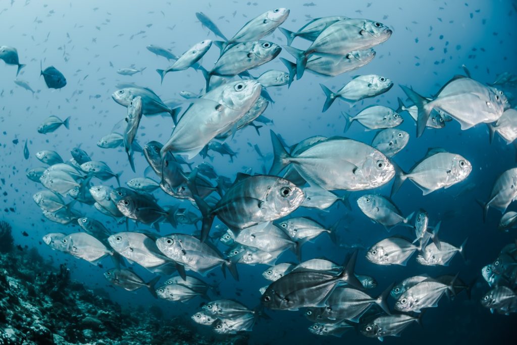 A school of fish swimming around in the clear blue ocean