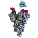 Cryo-electron microscopy reveals how the VH Ab6 antibody fragment (red) attaches to the vulnerable site on the SARS-CoV-2 spike protein (grey) to block the virus from binding with the human ACE2 cell receptor (blue). Credit: Dr. Sriram Subramaniam, UBC