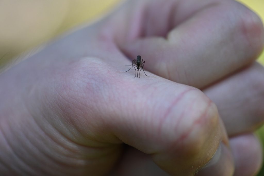 A mosquito on Dr. Ben Matthews' thumb at Manning Park