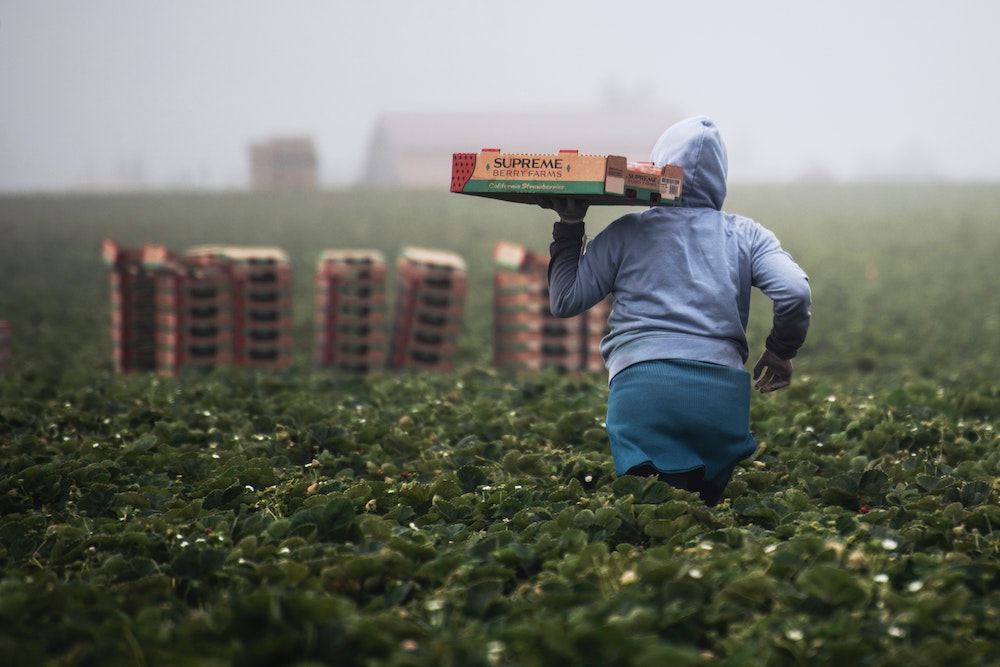 Field worker in grey hoodie holding strawberry