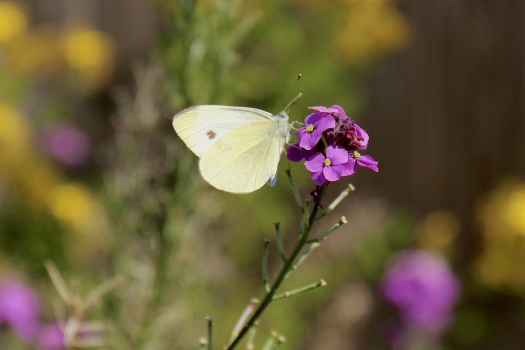 A Cabbage White butterfly rests on a flower