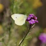A Cabbage White butterfly rests on a flower. Credit: Dr. Michelle Tseng