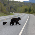 A family of black bears cross a highway in Canada. Photo credit: Liam Brennan. Usage: Single Use Only