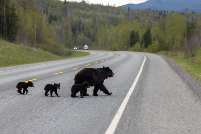 Most wildlife bridges are bear-ly wide enough