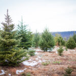 Climate change contributing to real Christmas tree shortage