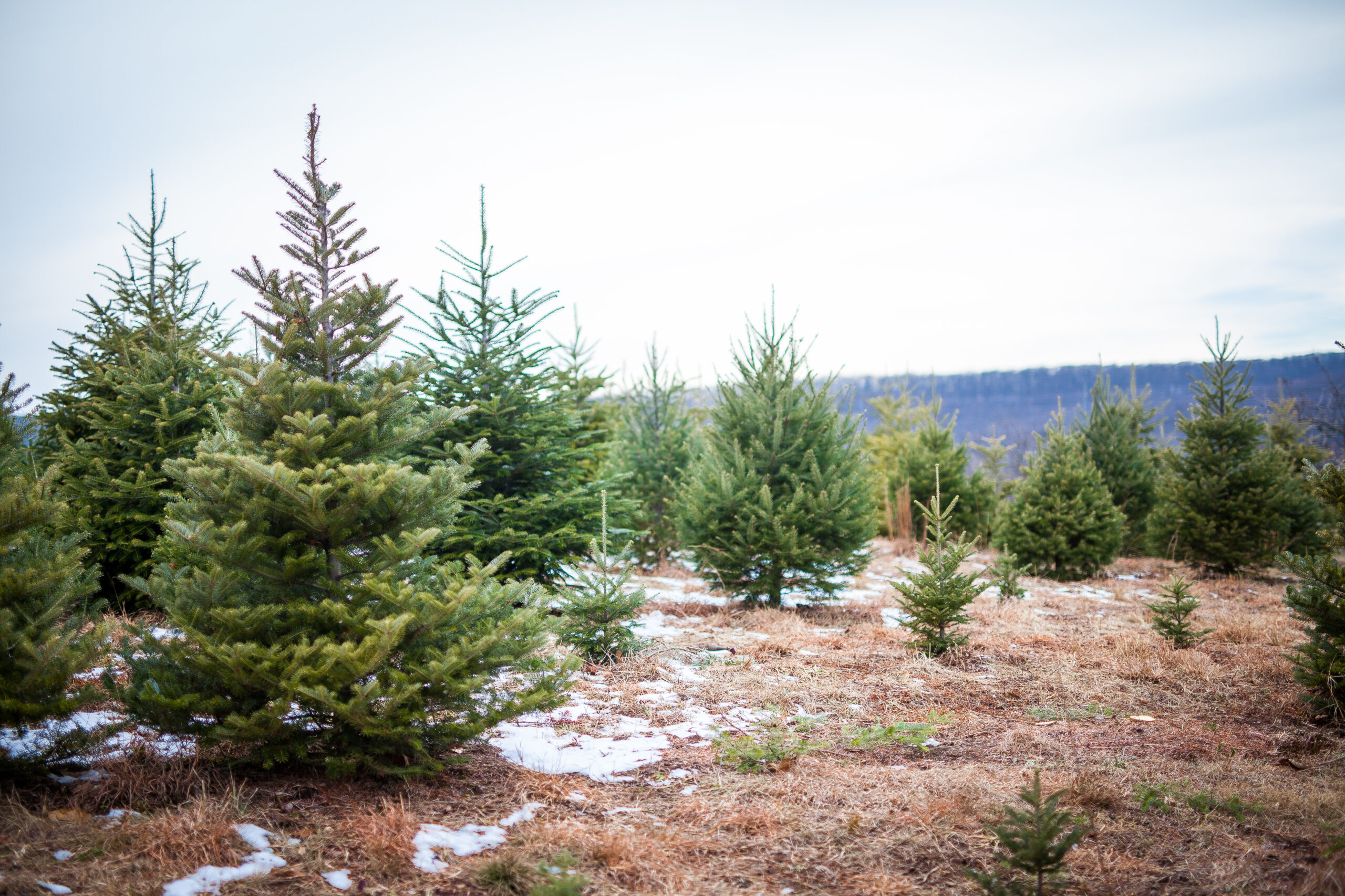 Climate change contributing to real Christmas tree shortage