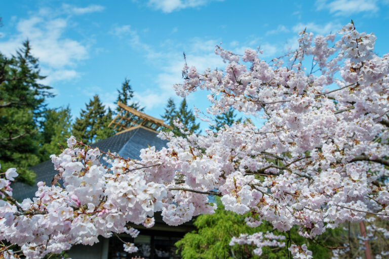 Cherry picking the best spots to enjoy Vancouver’s blooms