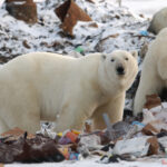 Polar bears scavenging through garbage in Churchill, Manitoba. The rapid loss
of sea ice in northern latitudes has driven many polar bears onto land and into human
settlements to find food. Photo credit: Keith Levit/Shutterstock