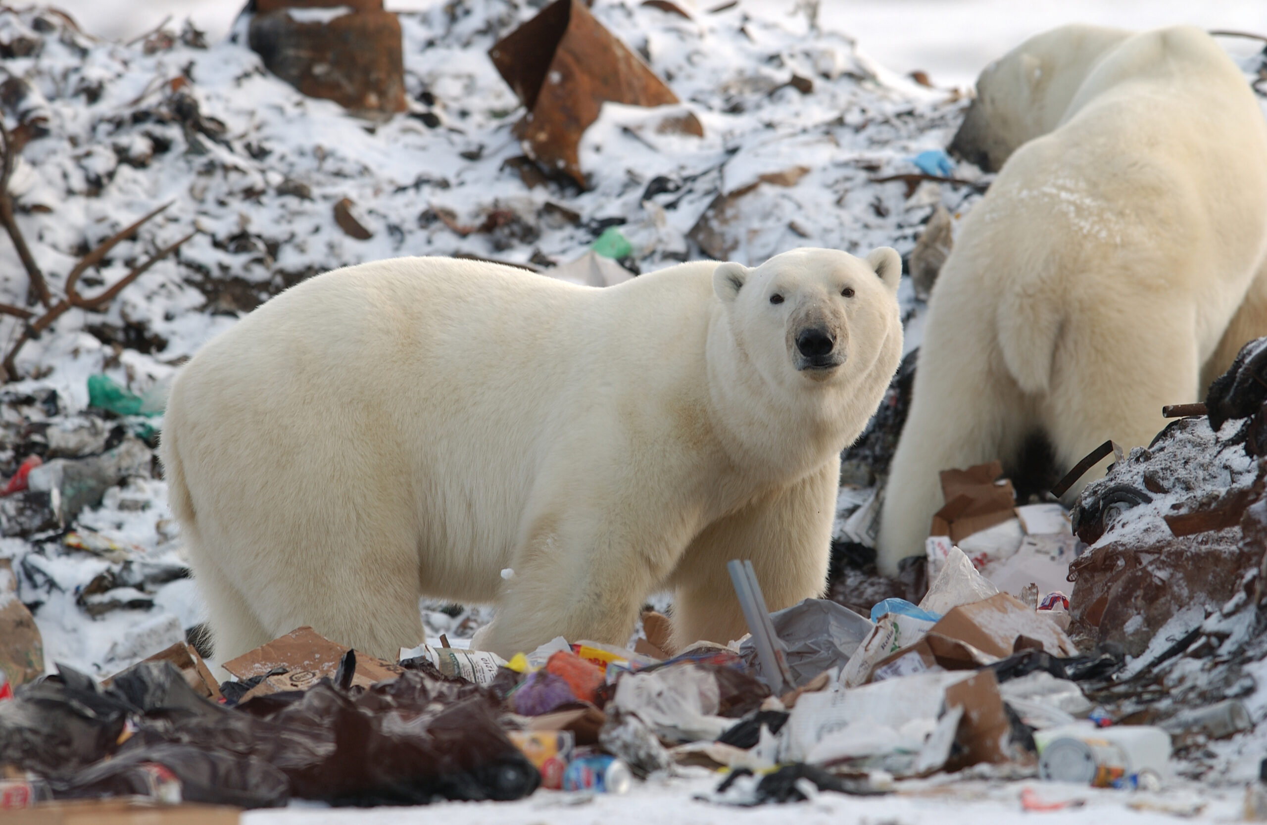 Polar bears scavenging through garbage in Churchill, Manitoba. The rapid loss of sea ice in northern latitudes has driven many polar bears onto land and into human settlements to find food. Photo credit: Credit: Keith Levit/Shutterstock