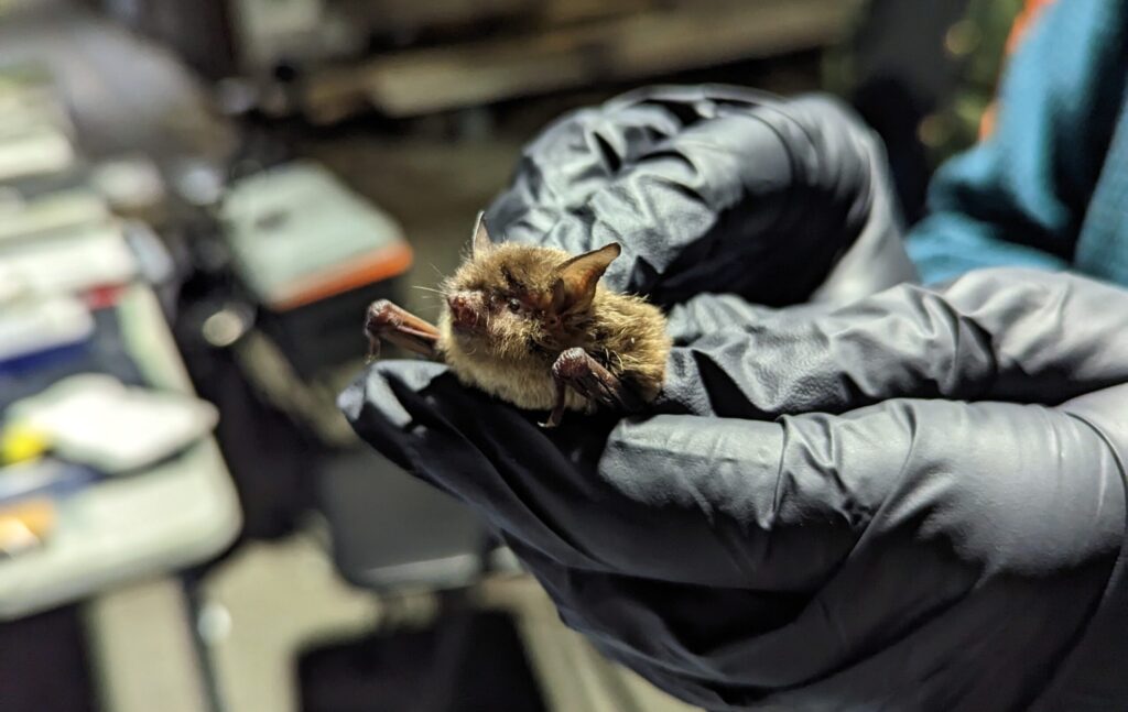 An adult female Yuma myotis bat in black gloved hands.