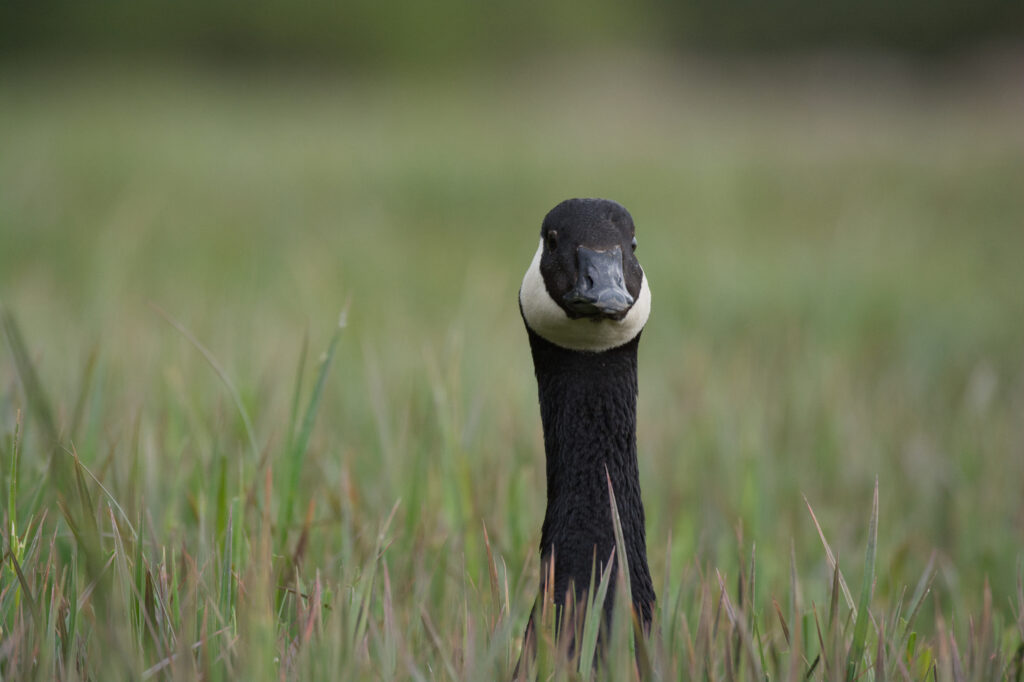 Photo of Canada goose in grass.