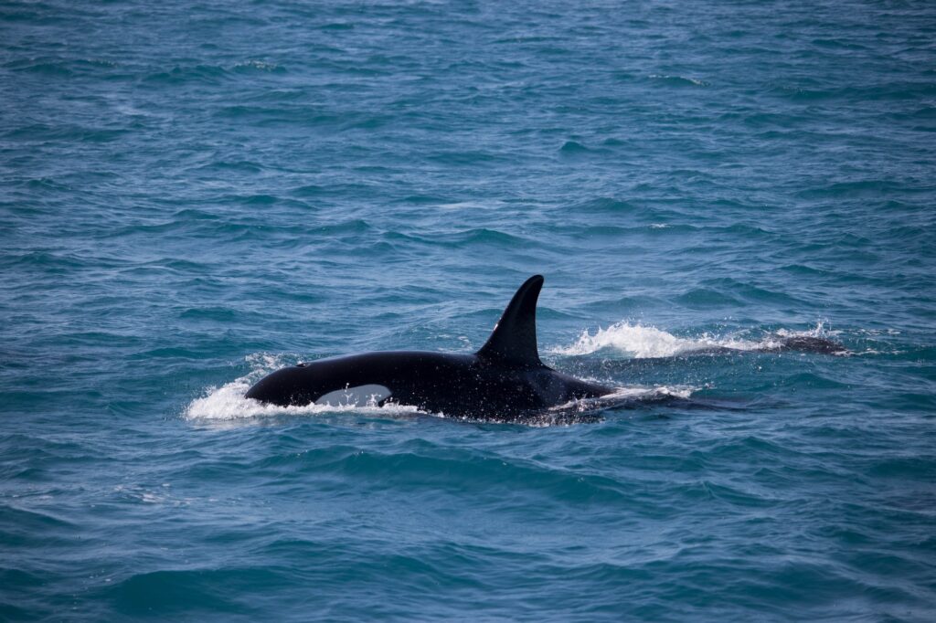Las orcas adolescentes pueden ser rudas con los barcos frente a las costas de España