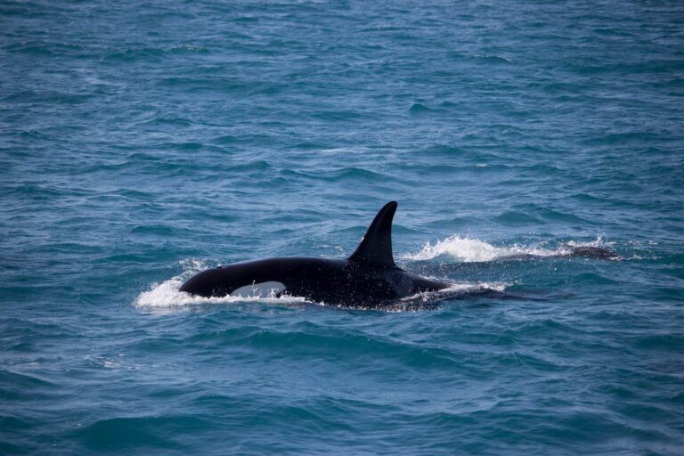 Teenage orcas could be roughhousing with boats off the coast of Spain