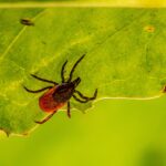 Climate change is increasing the risk of Lyme disease in Canada. Take steps to protect yourself.