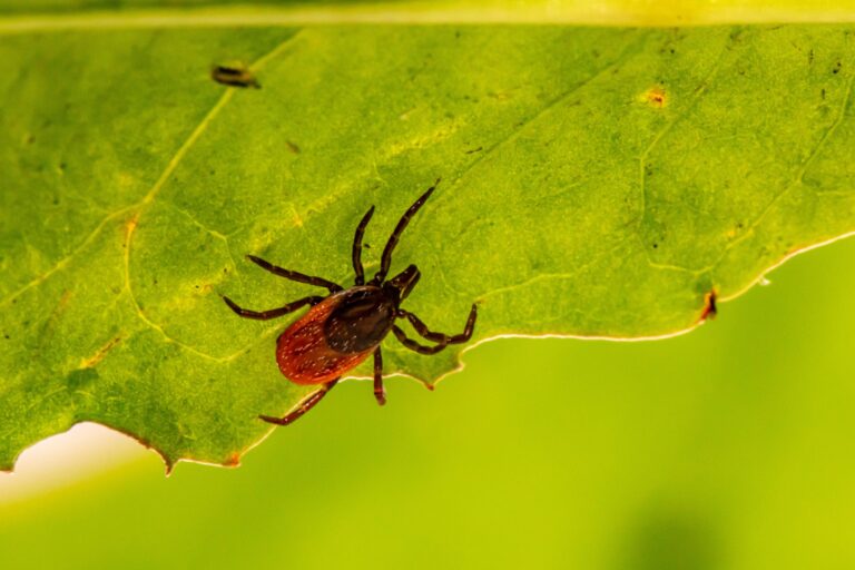 Climate change is increasing the risk of Lyme disease in Canada. Take steps to protect yourself.