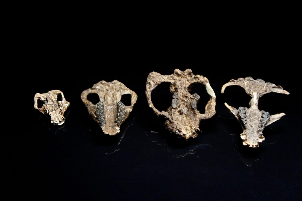 Row of 4 mammal skulls of various sizes.