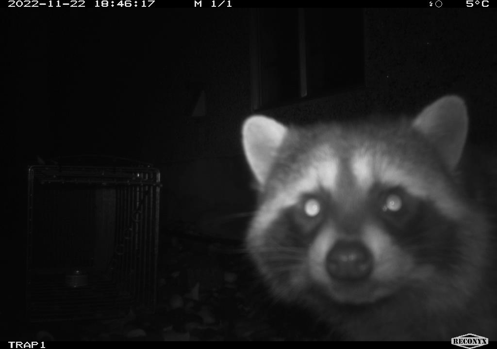 portrait of raccoon taken on night-vision infrared mode