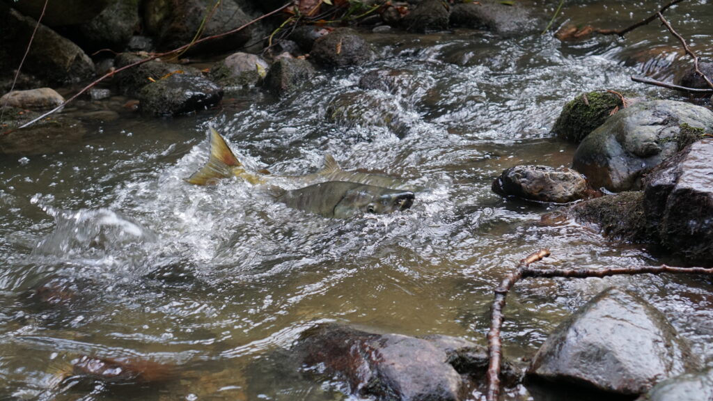 Salmon spawning in Stoney Creek