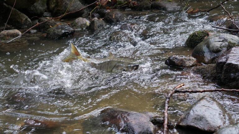 Salmon bones confirm sustainable chum fishery for 2,500 years under Tsleil-Waututh Nation