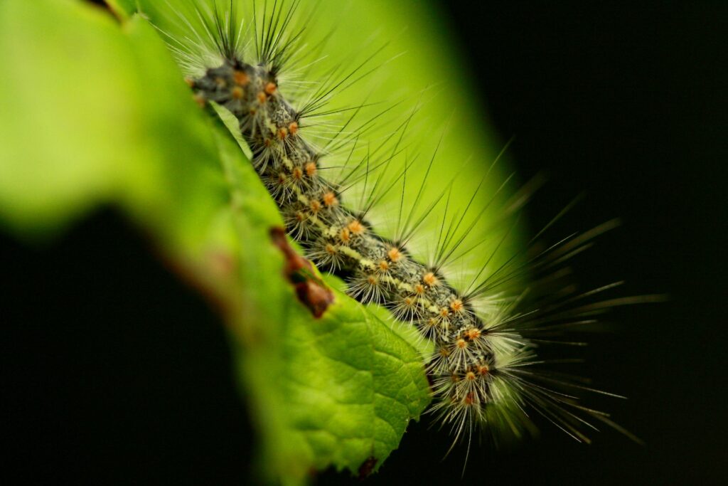 A fall webworm on a leaf