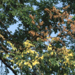 Evidence of Dutch elm disease (Ophiostoma ulmi) on an American elm (Ulnus americana).
Photo credit: Joseph O’ Brien, USDA Forest Service, Bugwood.org.